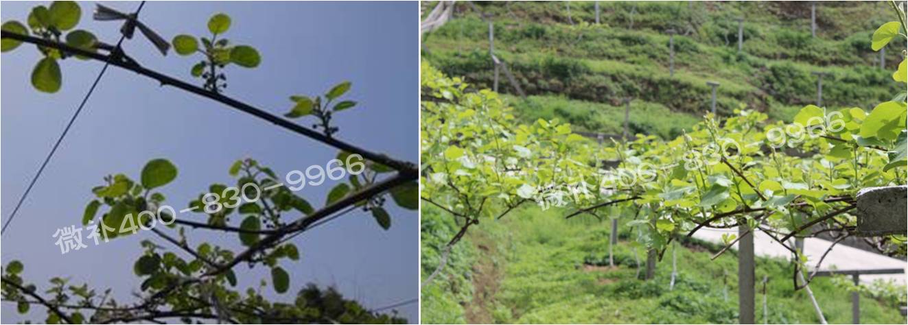 獼猴桃萌芽期如何施肥，才能促進(jìn)萌芽齊、萌芽壯？