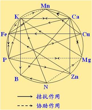 原料型鉀肥和鎂肥為什么會發(fā)生拮抗？