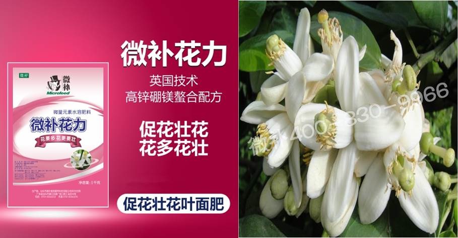 蜜柚促花壯花除了補(bǔ)磷還需要補(bǔ)硼鋅？