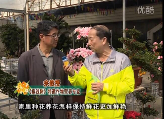 20160118珠江臺(tái)搖錢樹(shù)：家庭花卉用綠夫人600度鮮花營(yíng)養(yǎng)液，花開(kāi)鮮艷、花期長(zhǎng)