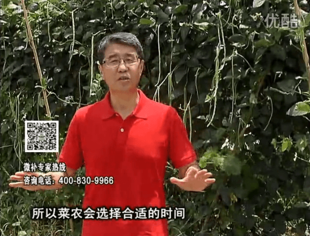 20160718珠江臺(tái)搖錢樹：瓜果蔬菜用微補(bǔ)水肥方案，結(jié)果多、有產(chǎn)量