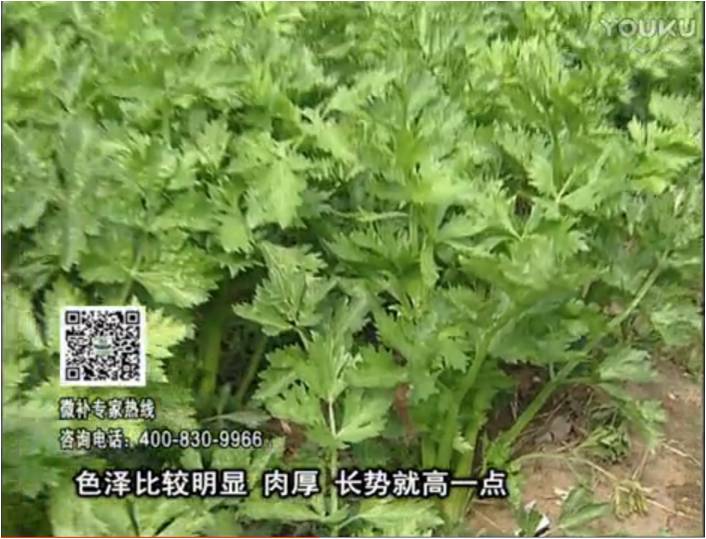 20170109珠江臺(tái)搖錢樹：葉菜如何種？長(zhǎng)勢(shì)好又高產(chǎn)！