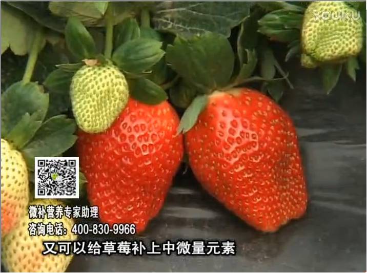 20170123珠江臺搖錢樹：草莓用微補方案，促根苗壯、開花坐果好