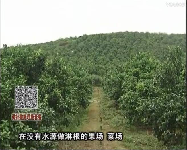 20170703珠江臺搖錢樹：雨水多樹勢弱，撒施因迪樂調酸促根壯長勢